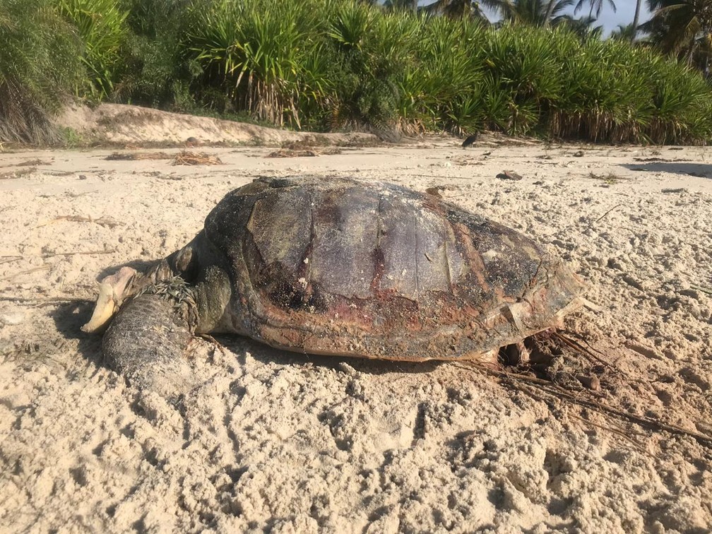 Duas Tartarugas Sao Encontradas Mortas Em Praias Do Sul Da Ba Ong Registra 80 Mortes No Ano Bahia G1