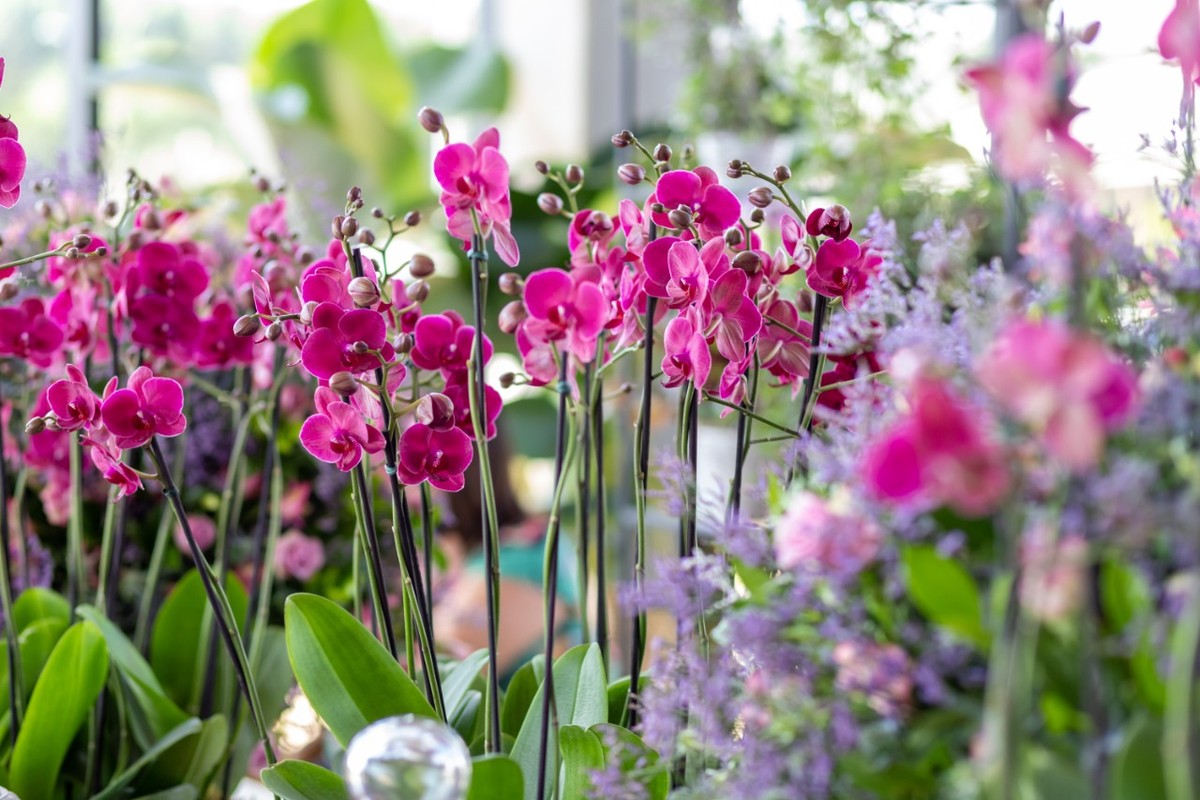 Dia das mães: 'efeito pandemia' faz preço de flores subir até 400%; planta  em vaso vira opção mais acessível | Campinas e Região | G1