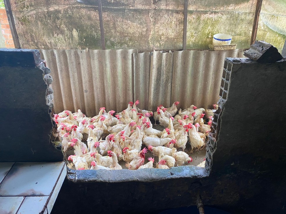 Fiscais interditaram abatedouro clandestino de aves em Manaus — Foto: Adaf