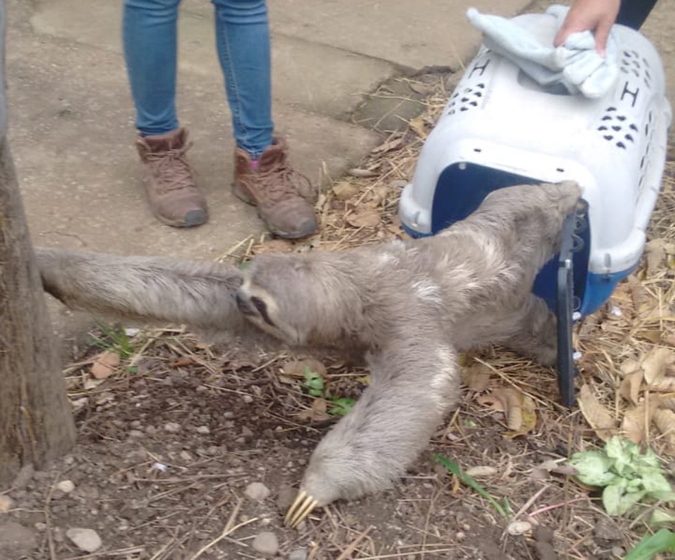 Bicho-preguiça estava em vida domiciliar em bairro de Valinhos quando foi localizado — Foto: Guarda Municipal/Divulgação
