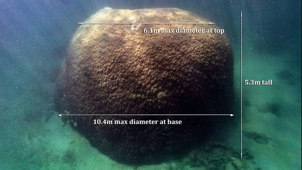 Foto do coral com suas respectivas medidas (Foto: Reprodução/ Scientific Reports )