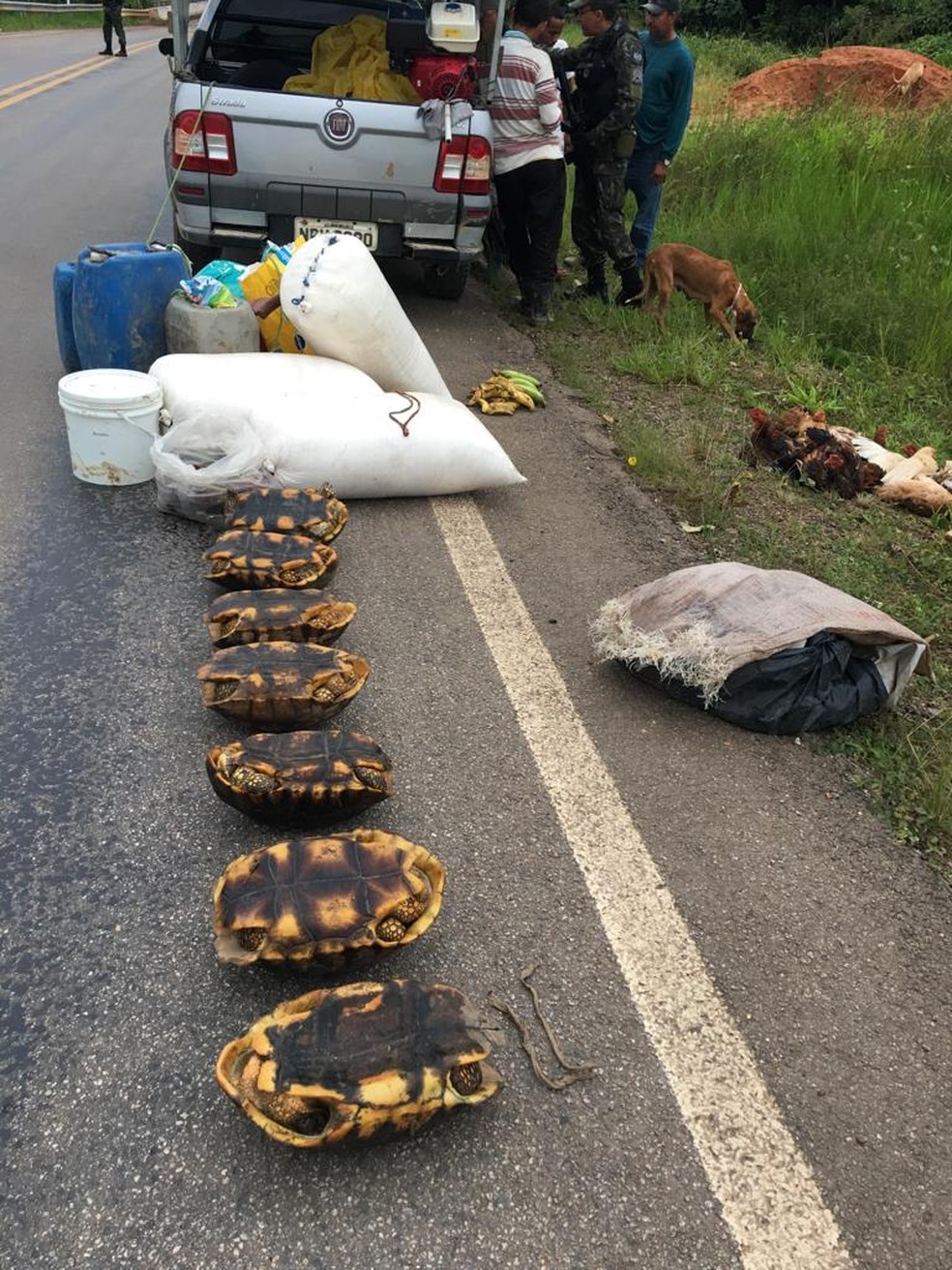 Jabutis vivos foram encontrados em carro na BR-364 â€” Foto: DivulgaÃ§Ã£o/BatalhÃ£o de Policiamento Ambiental 