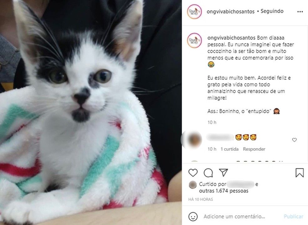 Gatinho encantou a todos nas redes sociais e milhares de pessoas acompanharam sua história  — Foto: Divulgação/ONG Viva Bicho