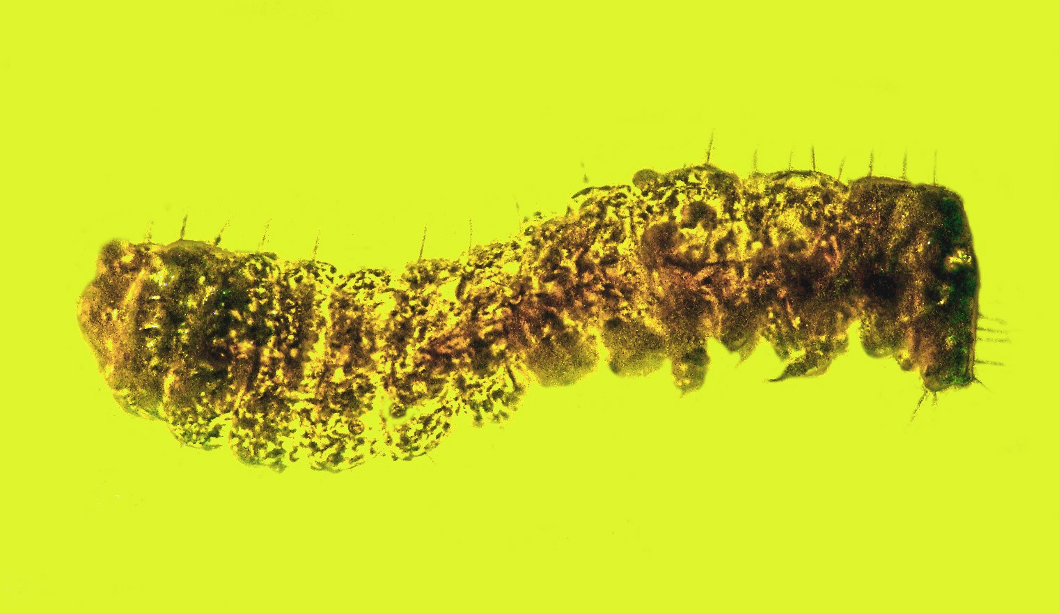 Larva de besouro parasita (Foto: Oregon State University/BioOne Complete)