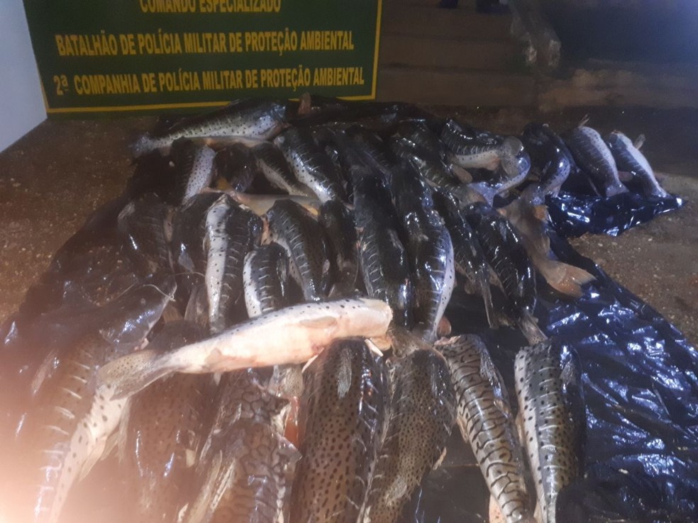 Morador foi preso com mais de 620 kg de pescado irregular após denúncia em Rondonópolis (Foto: Polícia Militar de Rondonópolis)