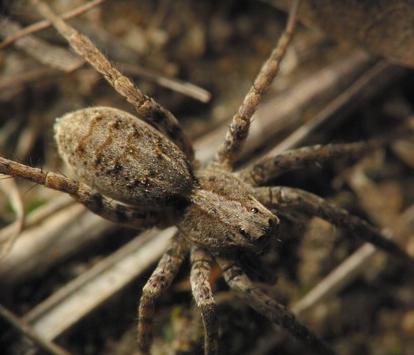 Aranha da família Lycosidae (Foto: Brummfuss~commonswiki / Wikimedia Commons)