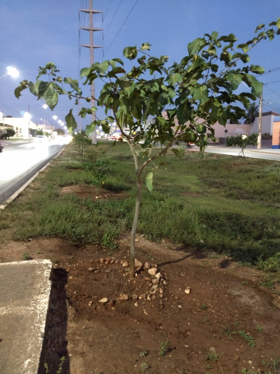 Renildes cuida de um canteiro na Avenida das Torres, em Cuiabá — Foto: Arquivo pessoal