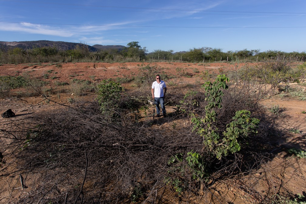O ecólogo Fábio Socolowski dentro de um núcleo de recuperação de áreas degradadas da caatinga. A cerca feita com madeira de algaroba impede a entrada de animais — Foto: Celso Tavares/G1