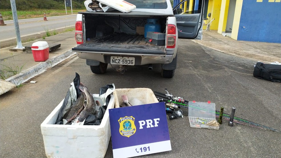 Peixes da espécie cachara estavam em caixa térmica na carroceria de caminhonete — Foto: PRF/Reprodução