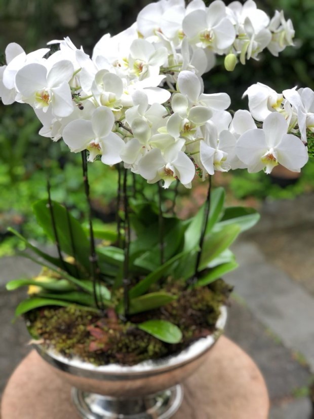 Arranjo minimalista e durável, com orquídeas phalaenopsis plantadas (Foto: Carol Scaff)