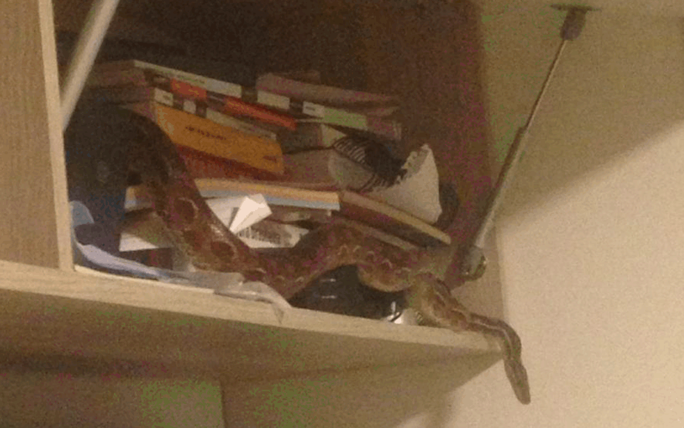 Cobra Que Aparece E Some Assusta Moradores De Predio Em Aguas Claras No Df Distrito Federal G1