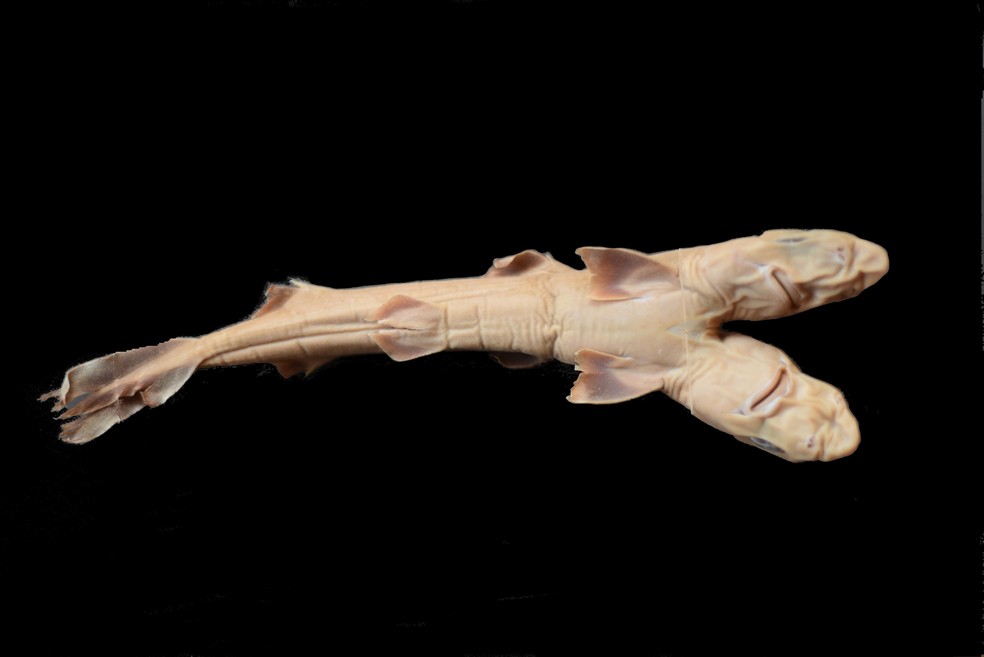 Tubarão galhudo de duas cabeças é encontrado na costa da Baixada Santista — Foto: Divulgação/Edris Queiroz