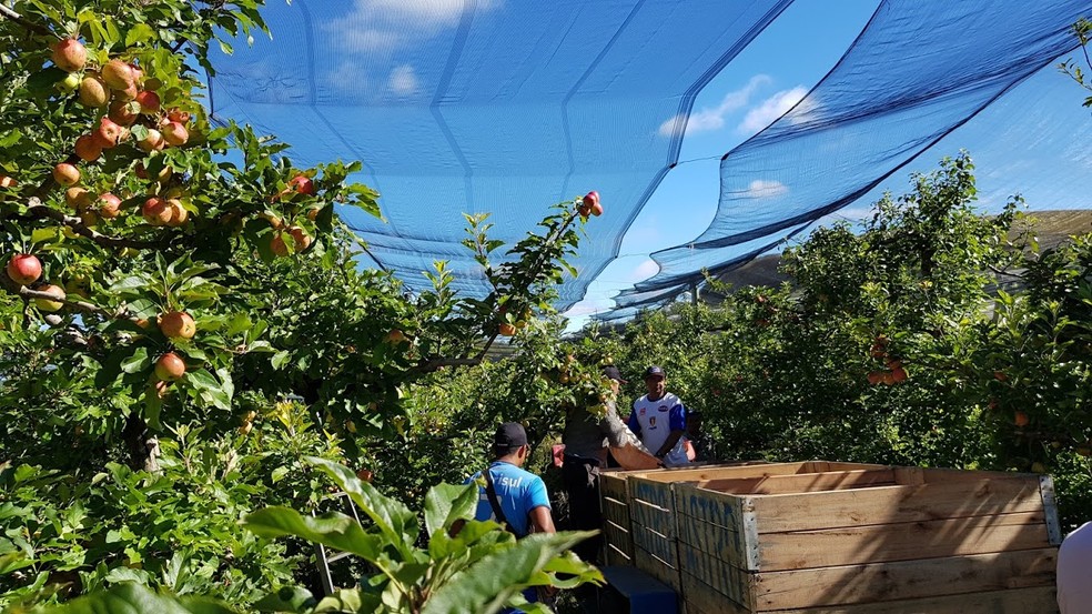 Mais de 2 mil produtores trabalham com a colheita da maçã em São Joaquim — Foto: Mychel Hudson Legnaghi/São Joaquim Online 