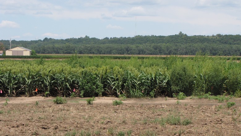 agricultura-amaranthus-eua (Foto: Dallas Peterson/KSU)