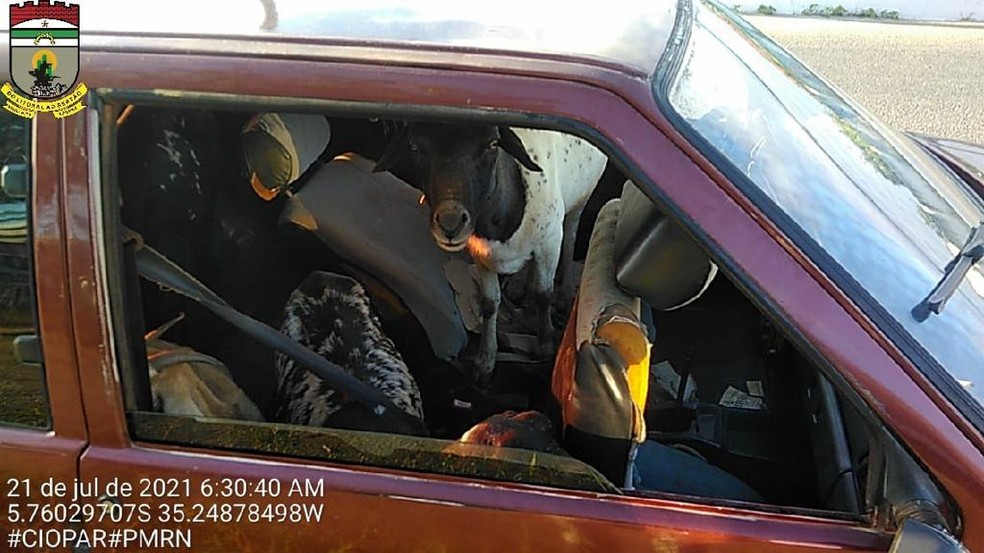 Ovelhas foram achadas dentro de carro, com suspeitos de roubo a propriedades rurais no RN — Foto: Divulgação