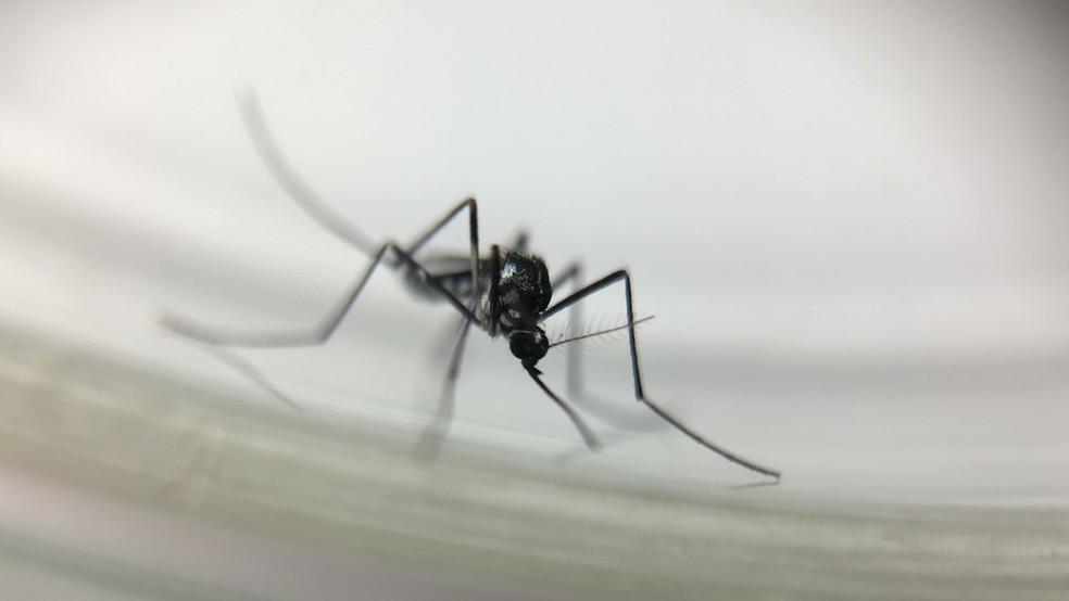 O mosquito Haemagogus leucocelaneaus (Foto: Josué Damacena/IOC/Fiocruz)