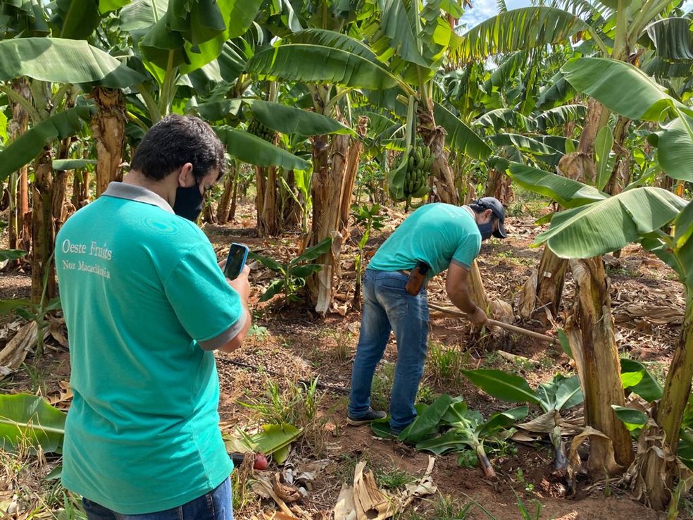 Rotina na produção da banana é divulgada nas redes sociais — Foto: Bill Paschoalotto/TV Fronteira