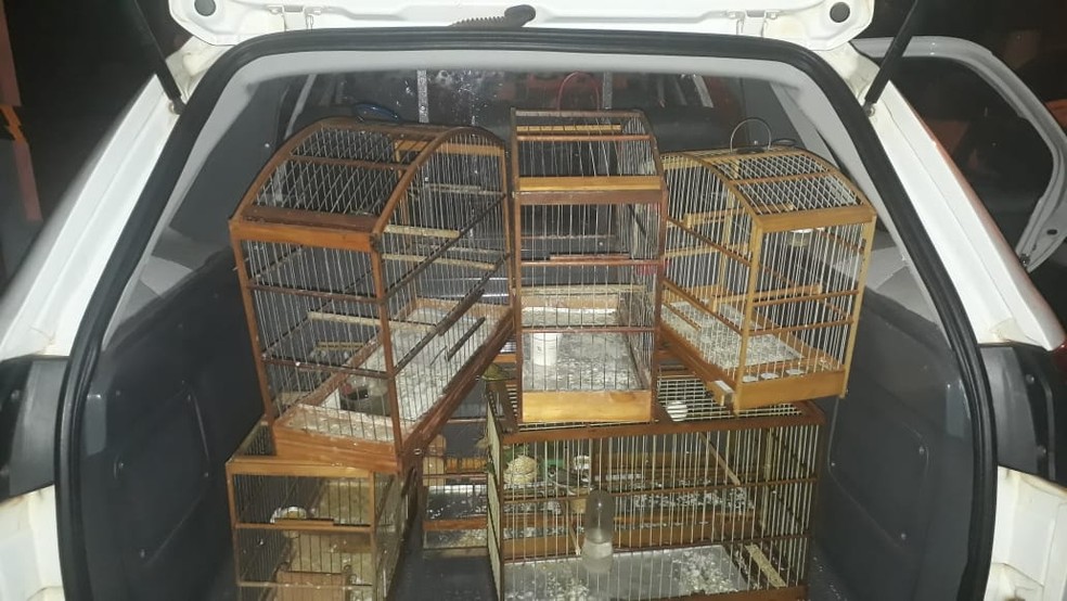 Aves que eram mantidas irregularmente em cativeiro foram resgatadas — Foto: Polícia Ambiental