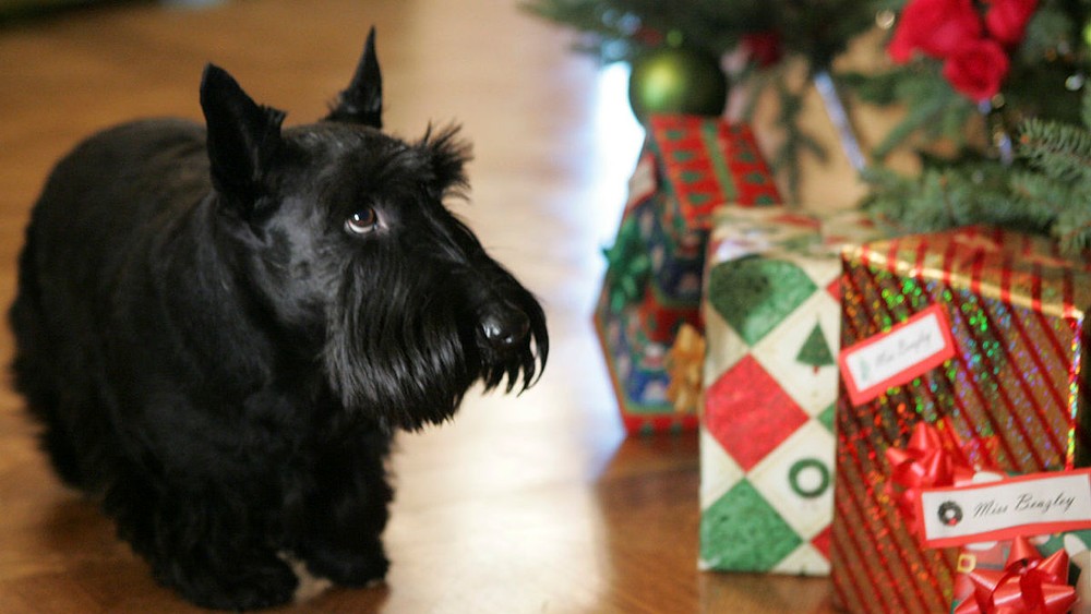 Barney, cachorrinho do ex-presidente americano George W. Bush