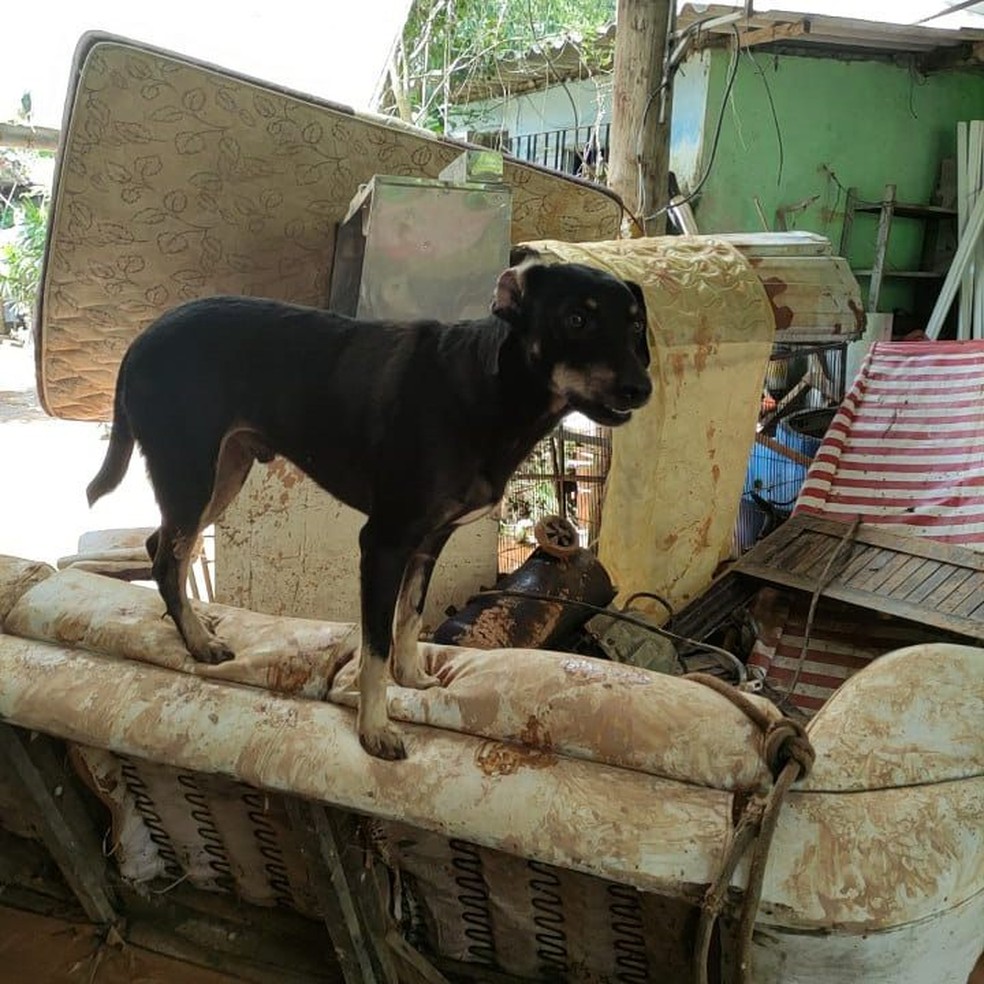 Cão encontrado em casa destruída por temporal em São Sebastião, SP, foi resgatado pelo Grupo de Resgate de Animais em Desastres   — Foto: Governo do Estado de São Paulo/Reprodução