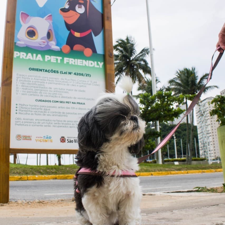 São Vicente, no litoral paulista, inaugura espaço Praia Pet Friendly  (Foto: Reprodução/ Instagram)