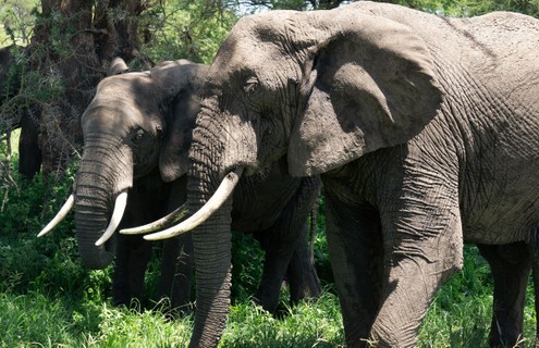 É comum ver elefantes do mesmo sexo se beijando, trançando trombas e montando uns nos outros