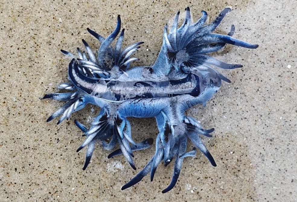 Dragão azul foi flagrado em uma praia de Bertioga, SP — Foto: Dalma Mesquita Ferreira/Arquivo pessoal