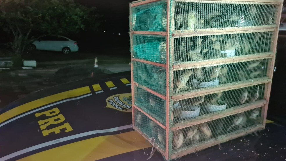 Mais de mil pássaros silvestres são resgatados amontoados em carro na BR-116 — Foto: Divulgação/PRF