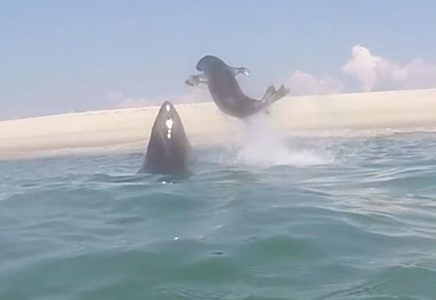 Vídeo incrível mostra foca escapando por um triz de ataque de grande tubarão branco (Foto: Reprodução/YouTube/ Atlantic White Shark Conservancy )