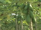 Sobe e desce no preço do mamão preocupa agricultores do ES