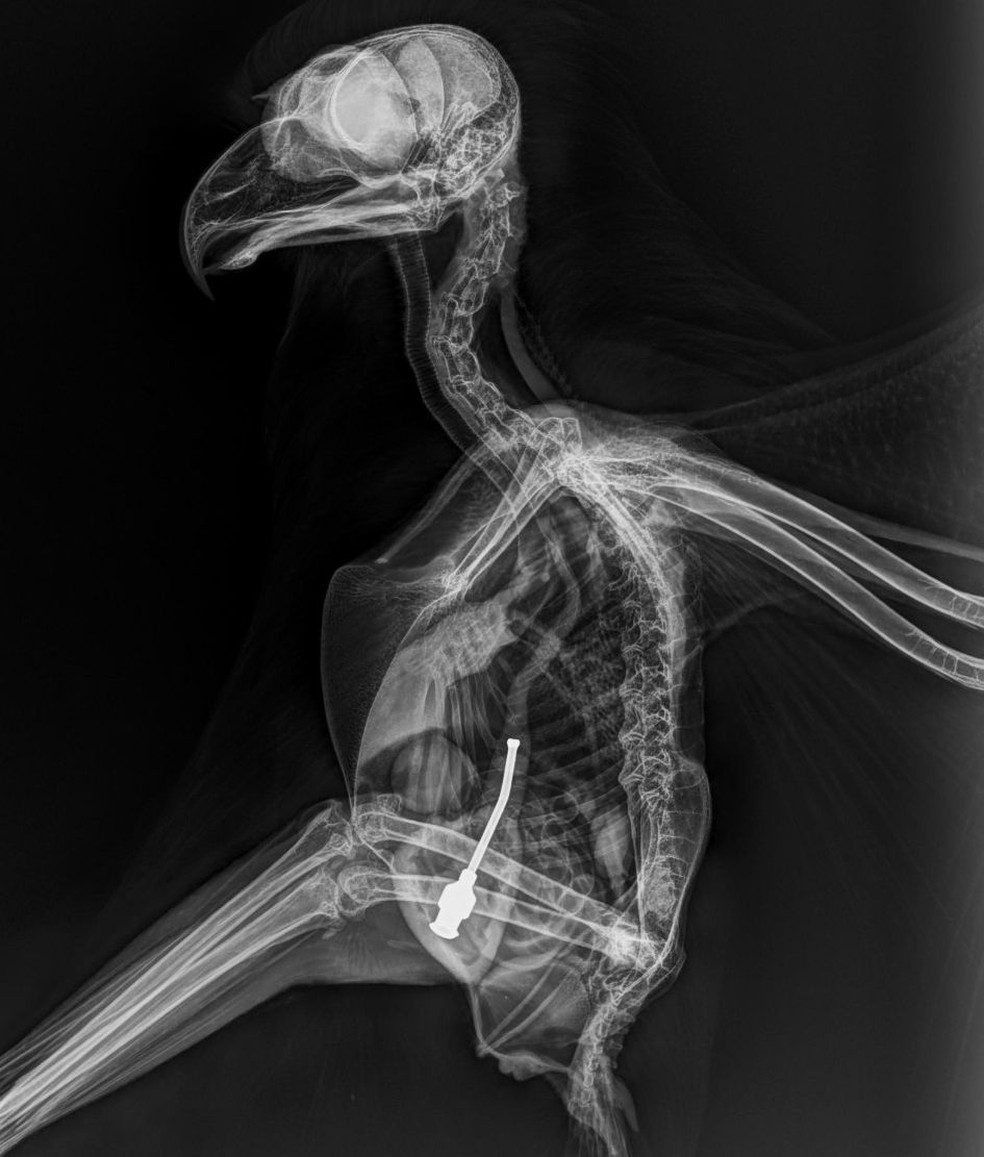 Exame de raios-X constatou que o corujão-orelhudo havia engolido a sonda — Foto: Cedida
