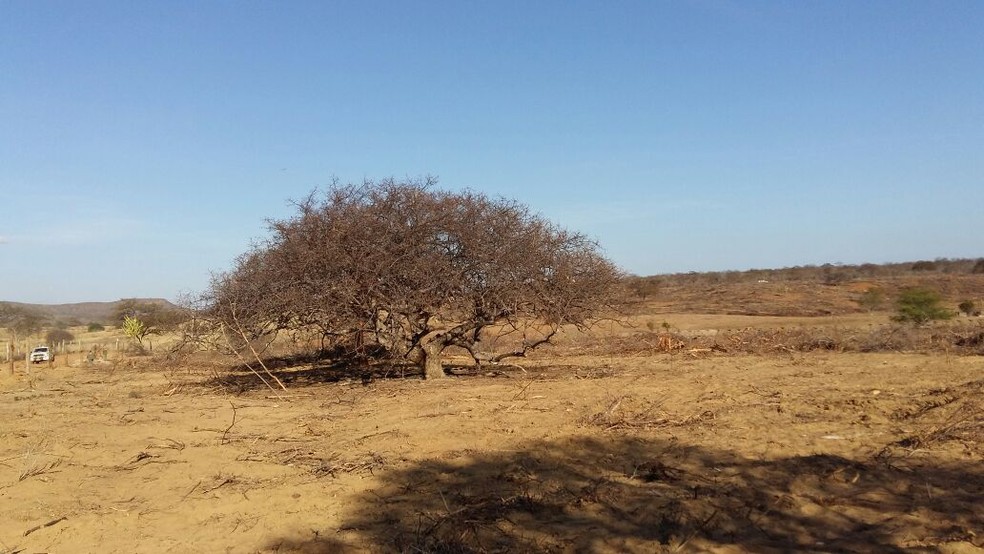 O Ibama embargou um total de 425 hectares de área desmatada ilegalmente  no sertão de Pernambuco (Foto: Ibama-PE)