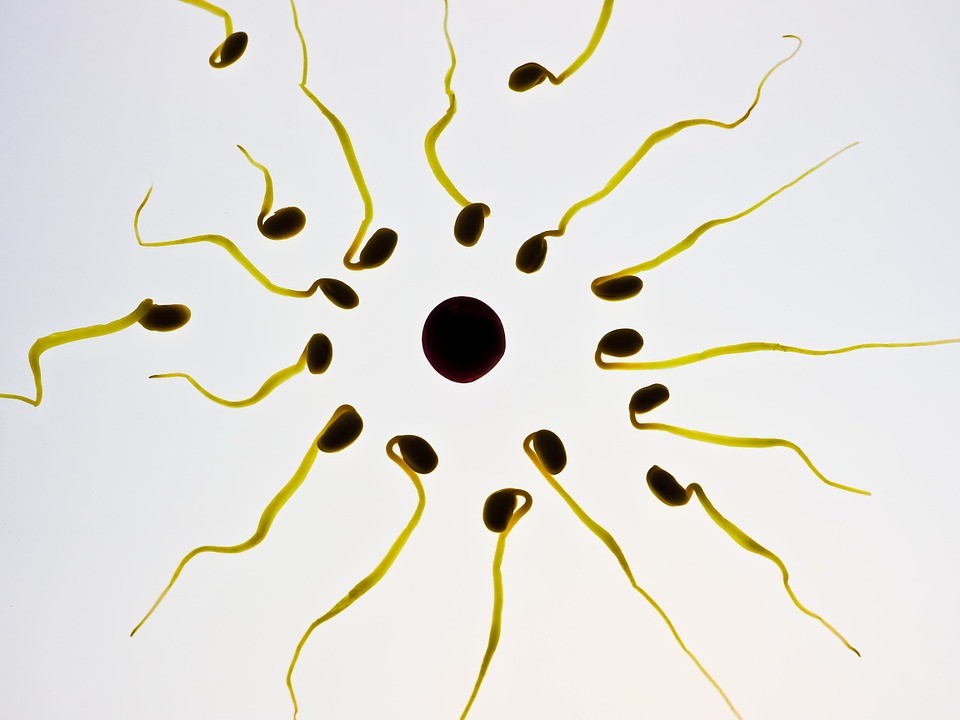 Sem o consentimento de suas pacientes, o médico holandês Jan Karbaat usou os seus próprios espermatozóides para realizar fertilizações que resultaram no nascimento confirmado de 49 crianças. (Foto: Pixabay)