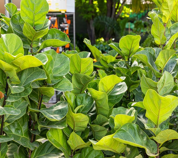 O Ficus Lyrata tem folhas vistosas e bem verdes, que podem trazer vida a ambientes minimalistas (Foto: Divulgação / Império dos Vasos e Flora)