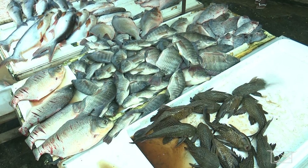 Rios genuinamente maranhenses a proibiÃ§Ã£o da pesca segue de 1Âº de dezembro e vai atÃ© o prÃ³ximo dia 30 de marÃ§o de 2019 â€” Foto: ReproduÃ§Ã£o/TV Mirante