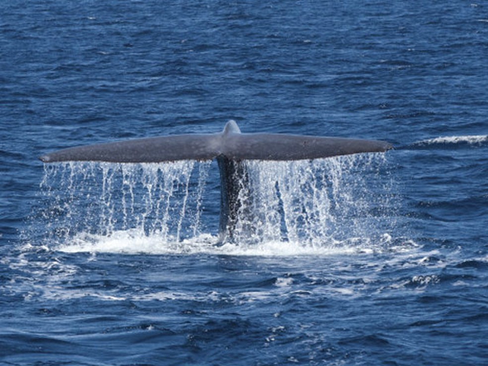 As baleias azuis estão ingerindo enormes quantidades de plástico, segundo cientistas, devido ao volume alarmante de minúsculas partículas de poluição que sufocam os oceanos. — Foto: Thinkstock