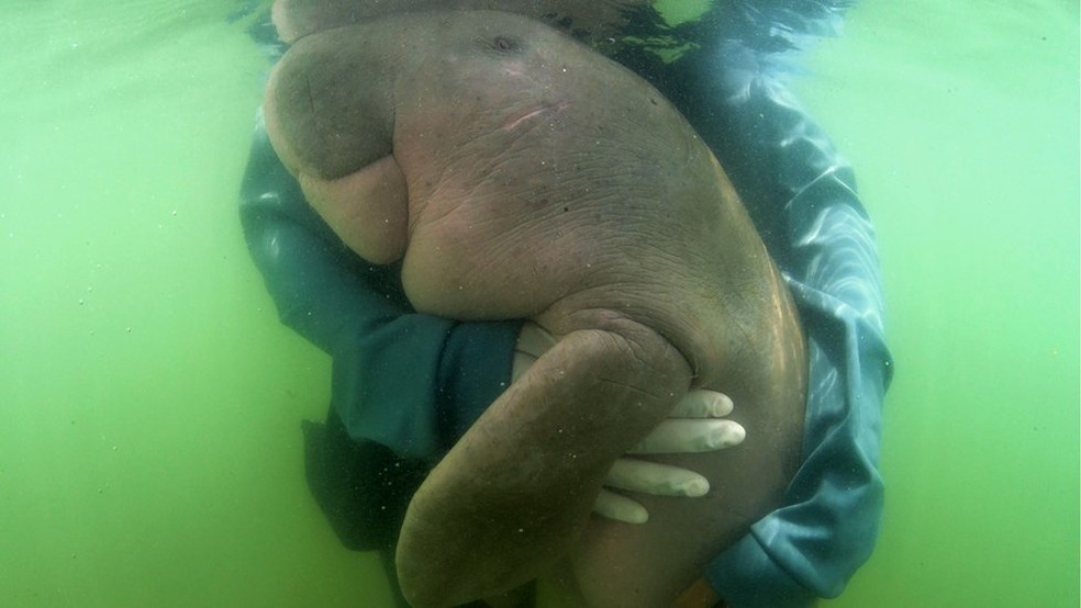 O dugongo Mariam morreu de uma infecÃ§Ã£o causada por plÃ¡stico no estÃ´mago â€” Foto: AFP