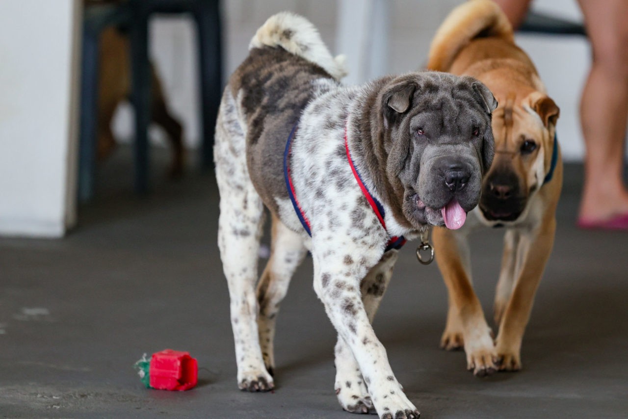 Cães resgatados de canil clandestino em Jundiaí estão disponíveis para tutela provisória; veja como se cadastrar