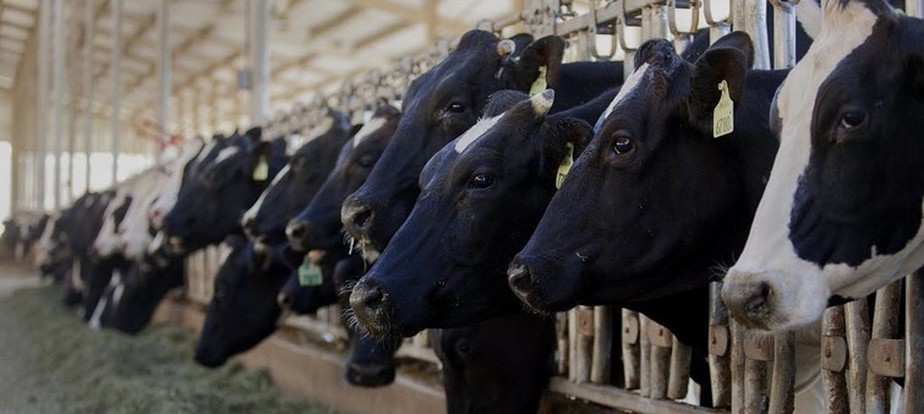 Segundo estudo da Alta Genetics, fazendas que têm bom manejo do colostro, leite produzido nos primeiros dias de lactação, tiveram ganhos