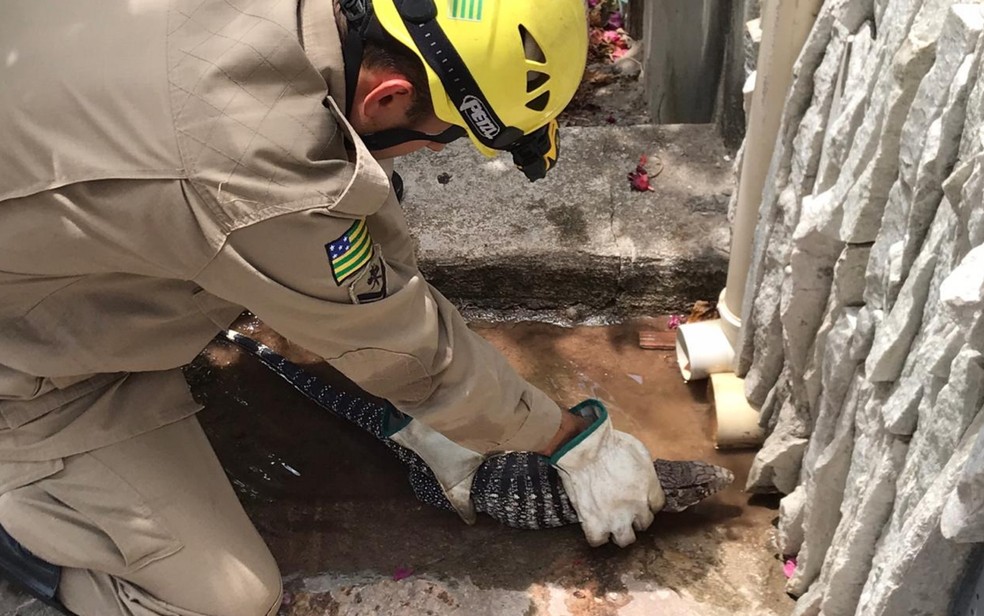 Lagarto &eacute; resgatado pelo Corpo de Bombeiros, em Piren&oacute;polis &mdash; Foto: Corpo de Bombeiros/Divulga&ccedil;&atilde;o