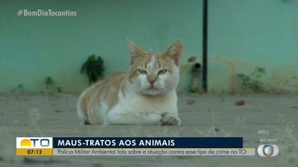 Polícia Militar Ambiental fala sobre atuação em crimes maus tratos aos animais no TO