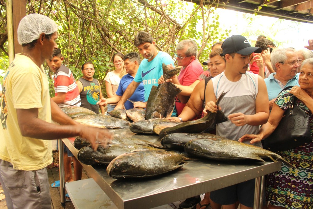 Quatro toneladas de tambaqui manejado s&atilde;o vendidas neste fim de semana em  Manaus | Amazonas | G1