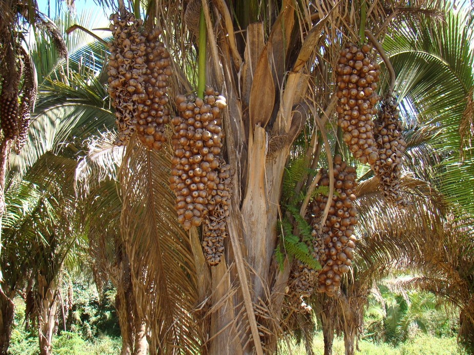 O coco-babaçu aparece em cachos em um tipo de palmeira, muito comum no Maranhão, cuja planta floresce entre os meses de janeiro e abril