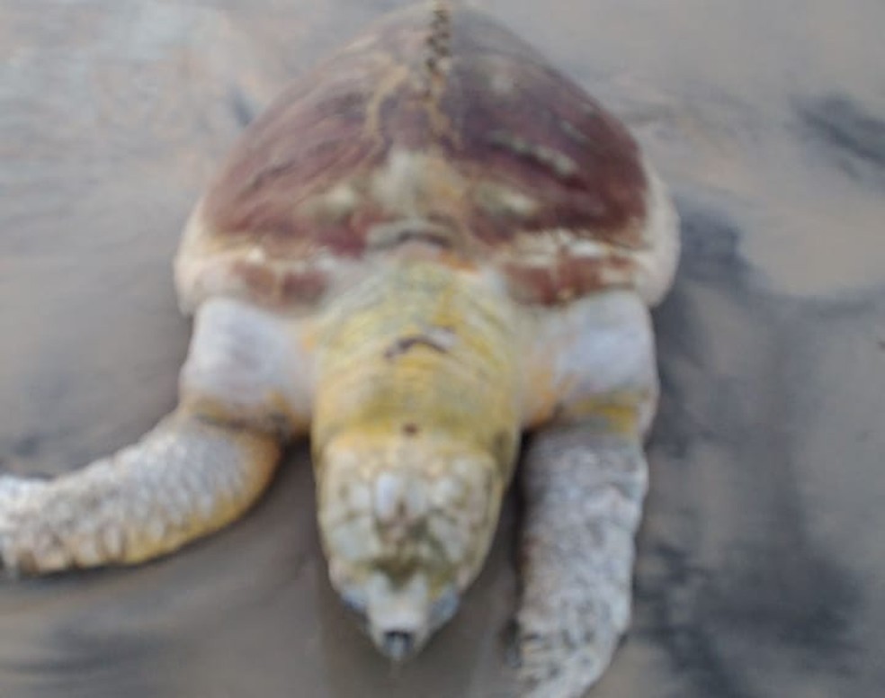 Tartaruga foi encontrada morta em praia no sul da Bahia  — Foto: Valdo Lages/Arquivo Pessoal 