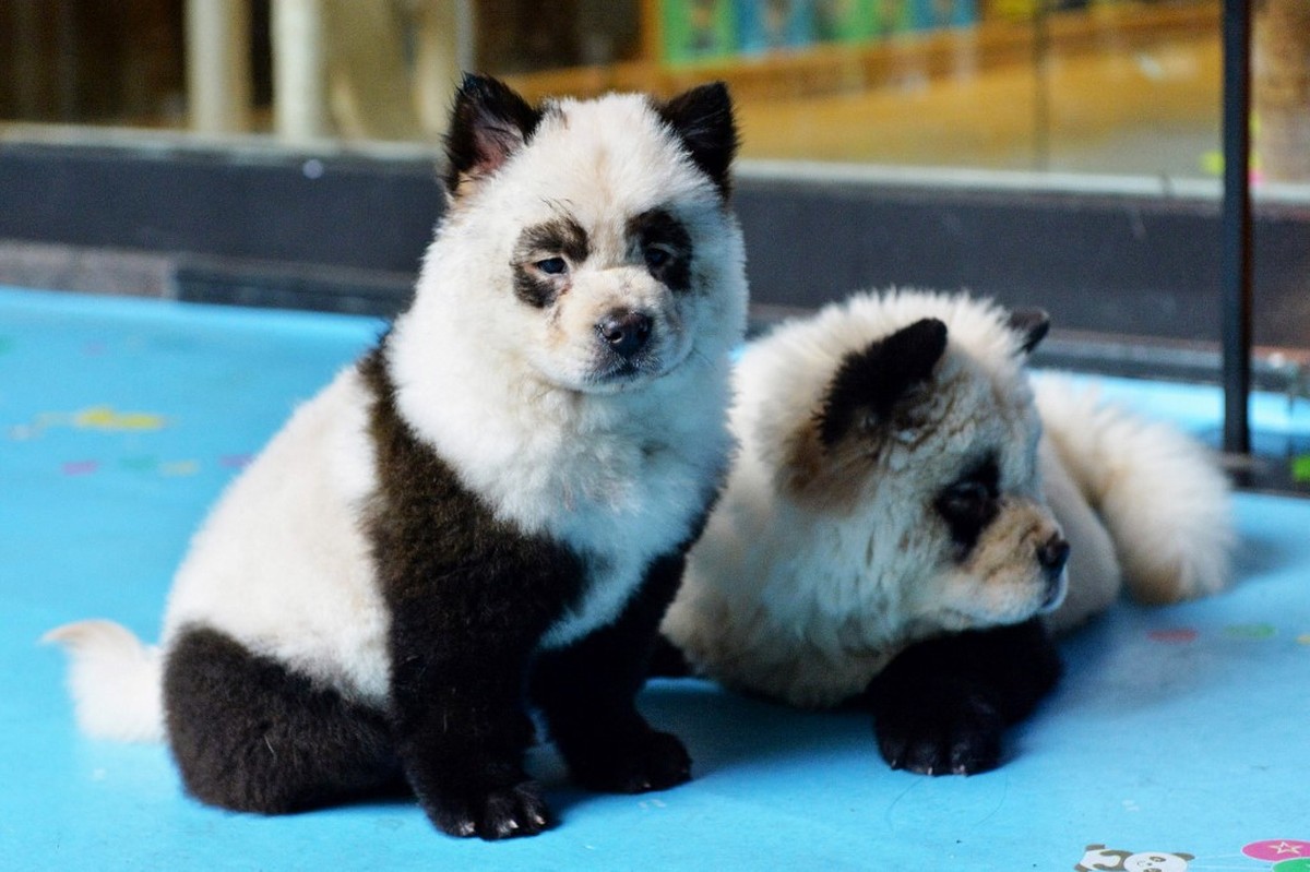 Chinese zoo dogs pandas Café na China pinta cachorros como se fossem pandas e recebe críticas ...