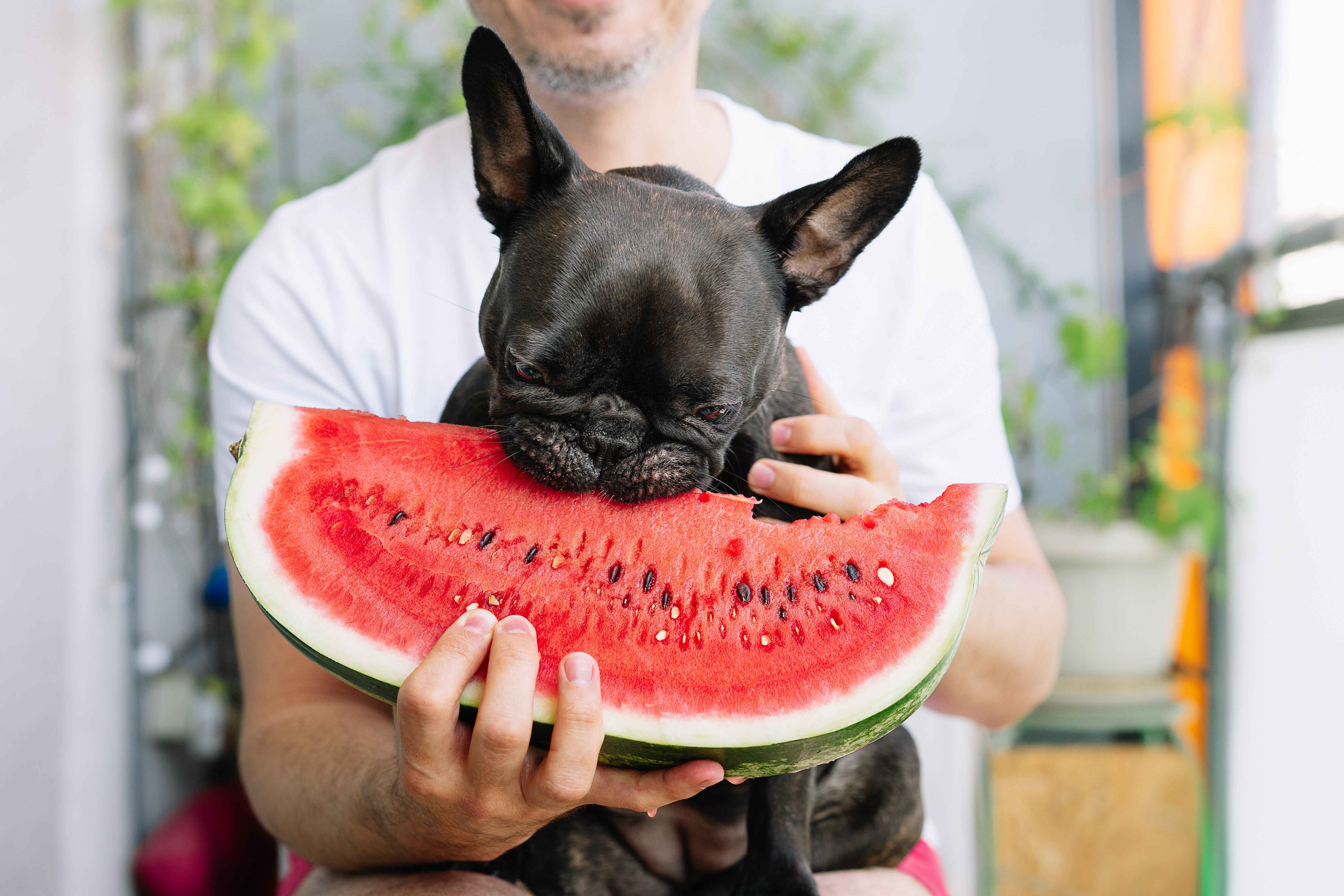 Saiba quais são as frutas mais indicadas para pets (e quais podem ser prejudiciais!) (Foto: Getty Images)