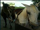 Cavalos usados em equoterapia para crianças são furtados em Anápolis