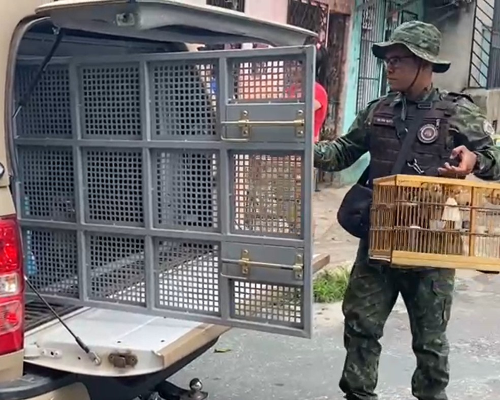 Treze aves s&atilde;o resgatadas e homem &eacute; preso em Salvador &mdash; Foto: SSP-BA/Divulga&ccedil;&atilde;o