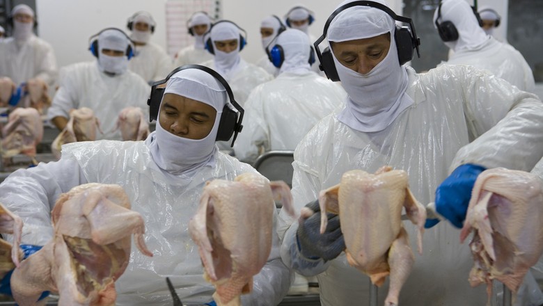 aves-frangos-corte-carne-galinha (Foto: Fabisno Accorsi/Ed. Globo)