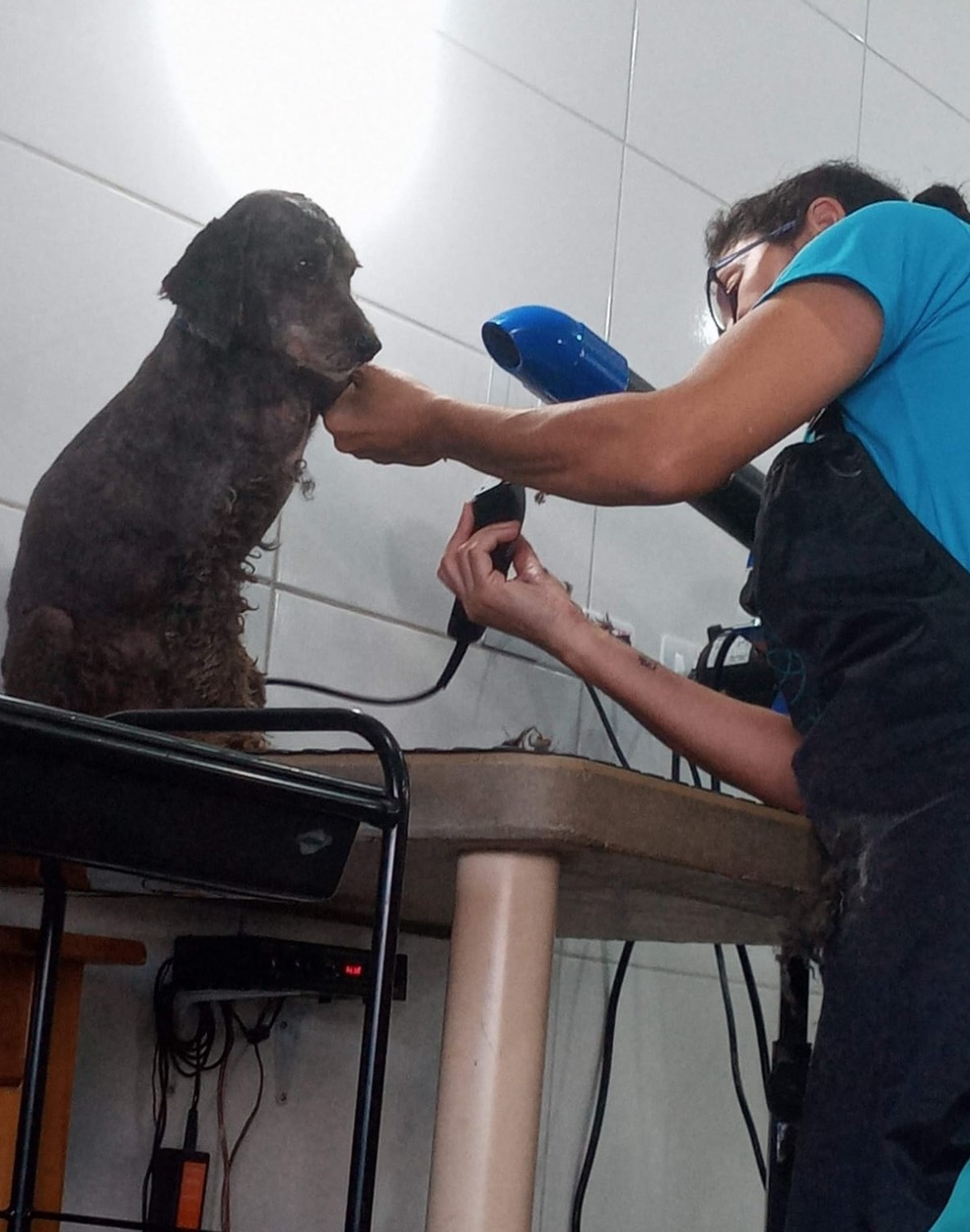 Valéria tosou a poodle após reencontrá-la  — Foto: Valéria de Moraes Oliveira/Arquivo pessoal